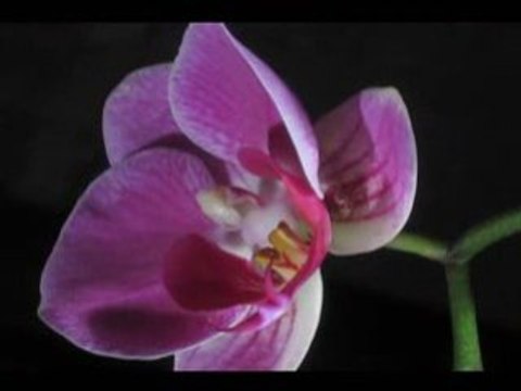 Discover the bliss of growing orchids