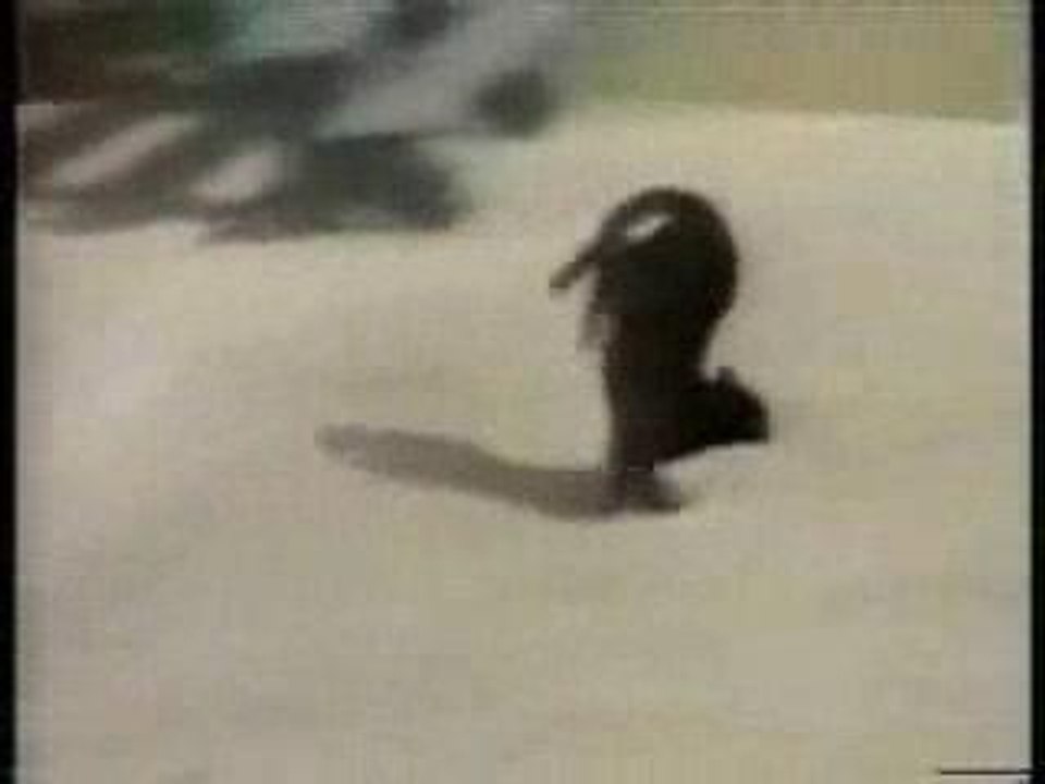 ils sont fous ces chats