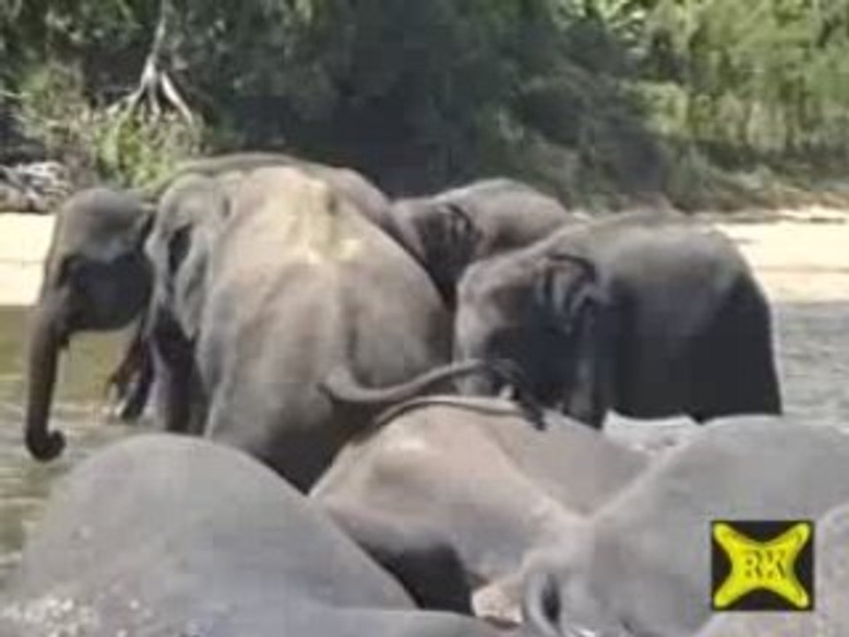 Elefant kratzt sich den hintern_