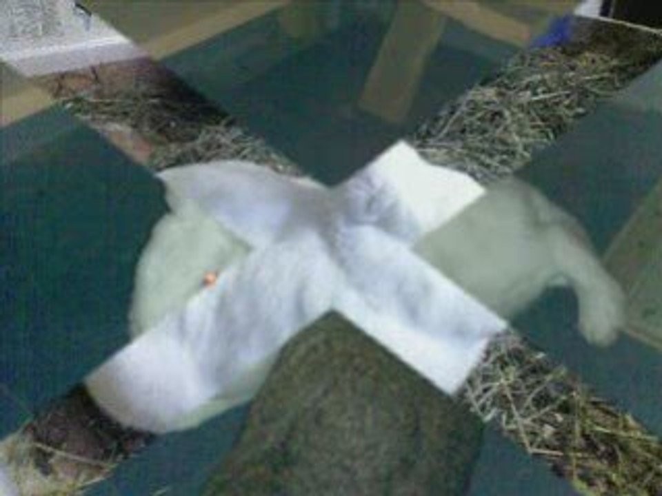 Video Kisa und Luca in Memory