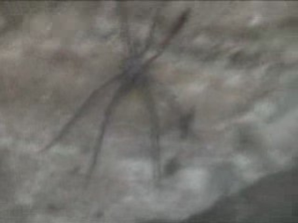 Petite araignée