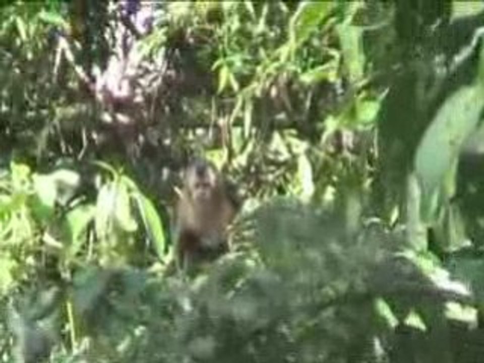 Primate dans la foret amazonienne