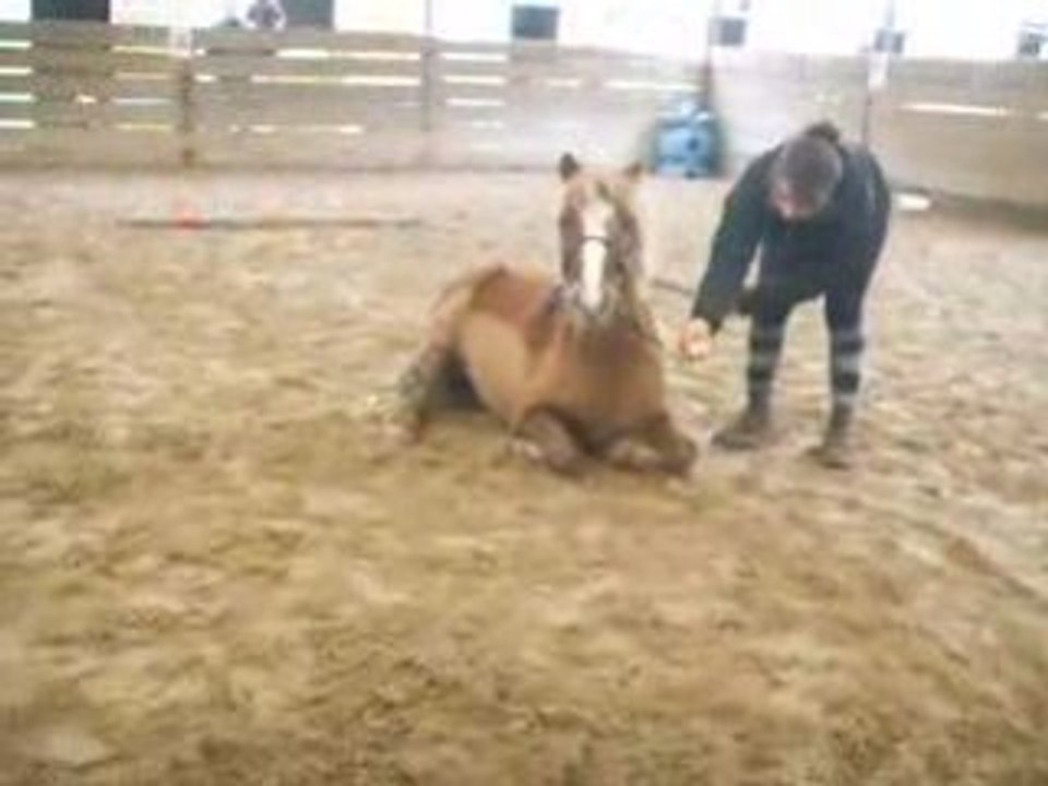 Dressage au Poney Club du Parc