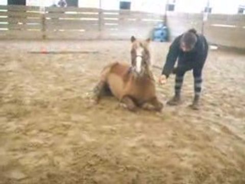 Dressage au Poney Club du Parc