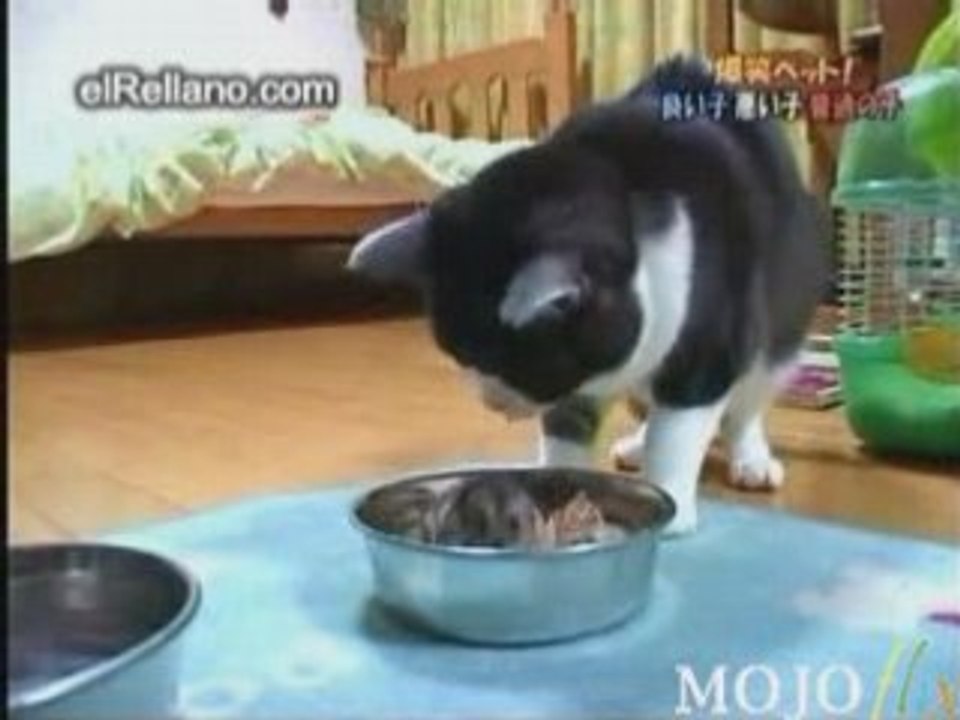 Felix et son hamster