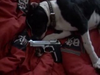 cher jeff a creil chien méchan