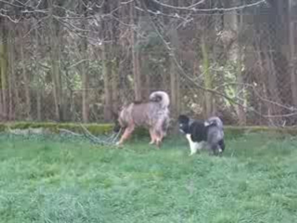 Tahoe et Shina Jeux Suite