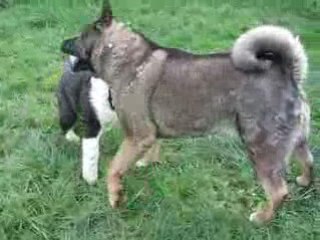 Tahoe et Shina Jeux 6