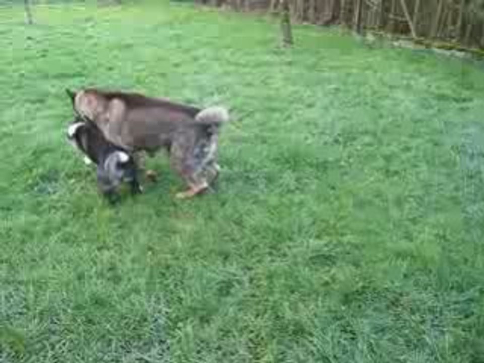 Tahoe et Shina Jeux 5