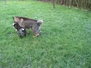 Tahoe et Shina Jeux 5