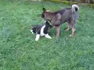 Tahoe et Shina Jeux 4