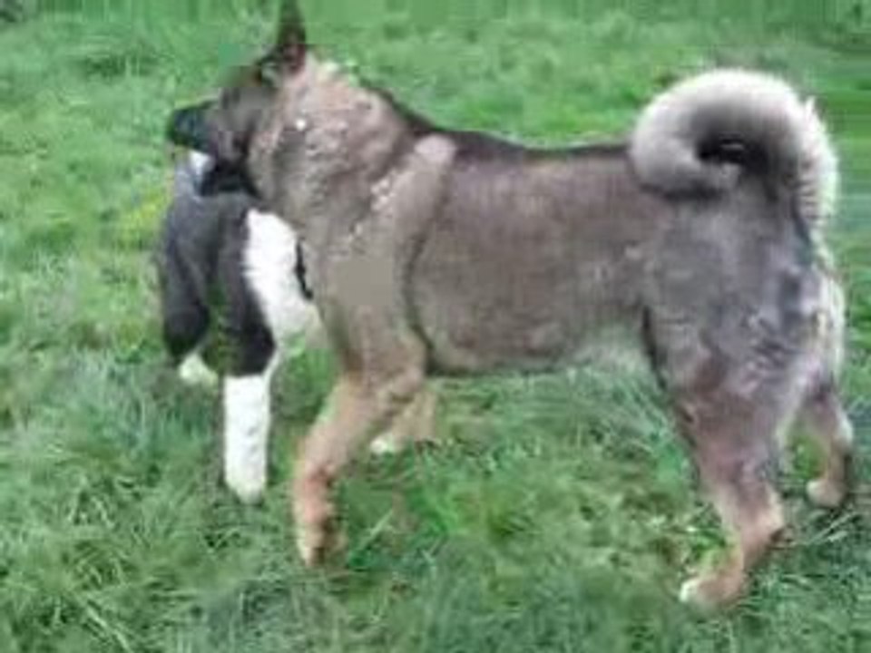 Tahoe et Shina Jeux 7