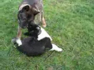 Tahoe et Shina Jeux 8