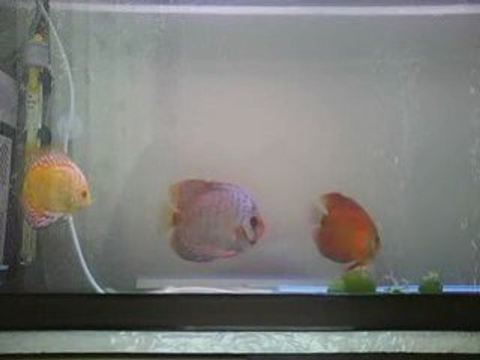 discus akvaryumum