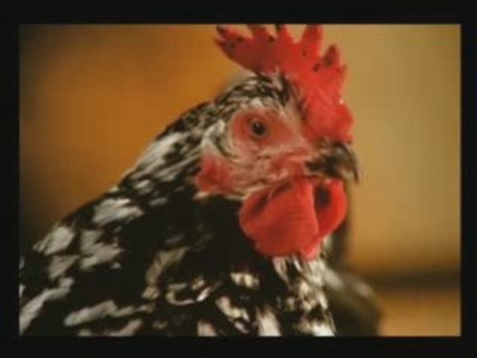 Vie de couple de poules