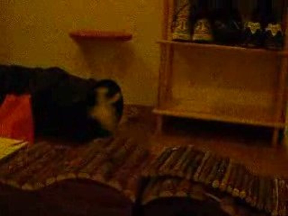 Obi craque son pompom