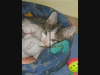 Cimba - Un chat pas comme les autres