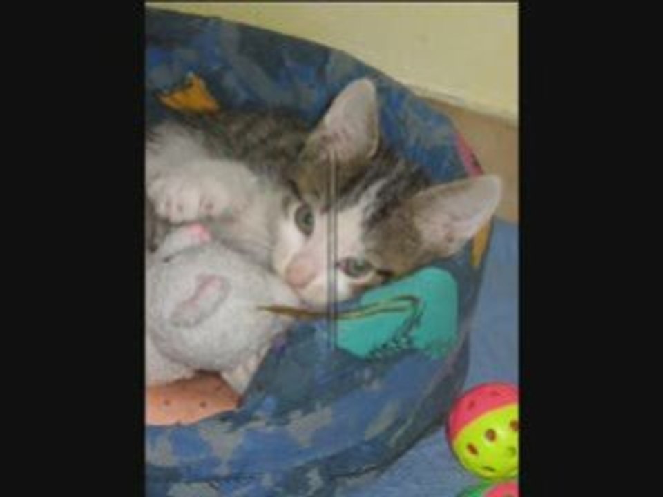 Cimba - Un chat pas comme les autres