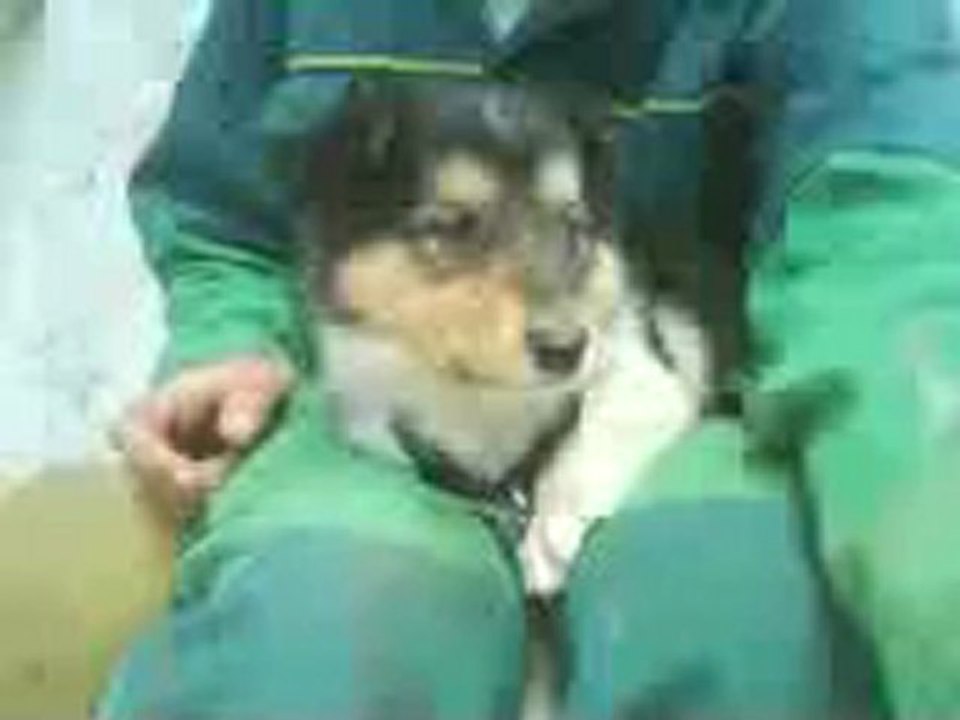 Dolly