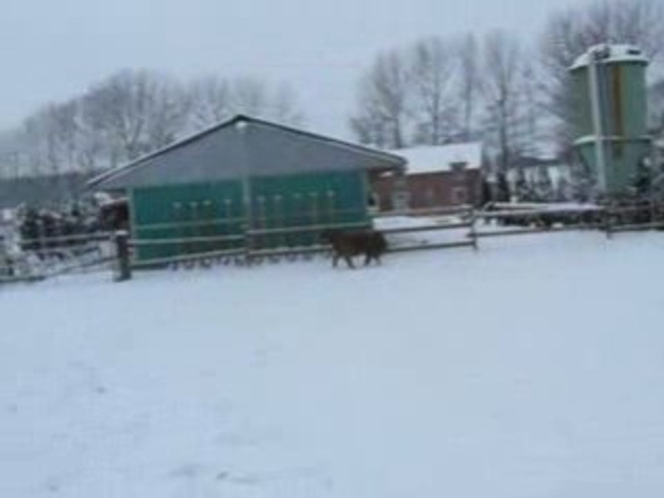 Jivaro in the Snow !