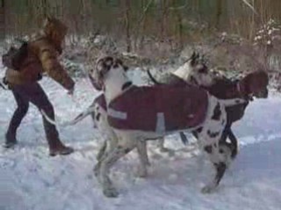 Chiens à Boulogne le:7 01 09 chute