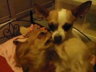 Cara mia n'aime pas les bisous!!