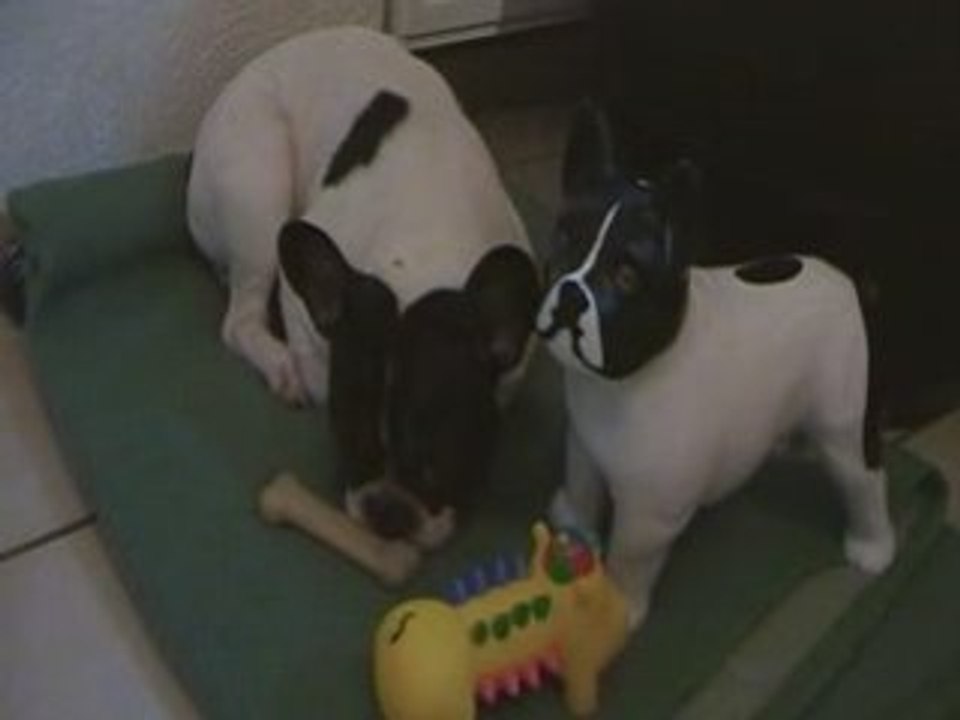 2 bouledogue francais