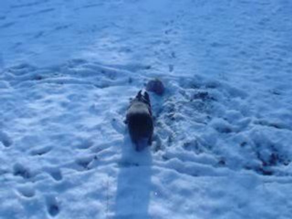 chien fou