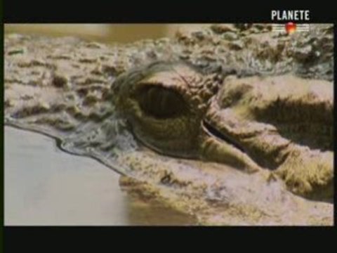 Les animaux sacrés des pharaons 2 6