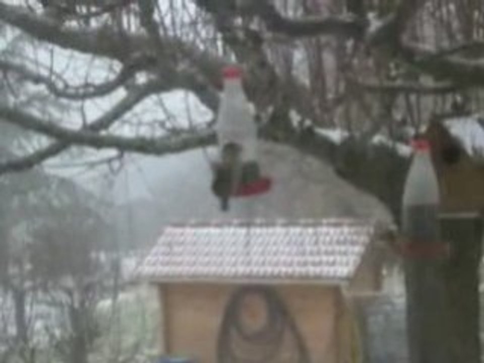 La_faune_de_Eurre_en_hiver