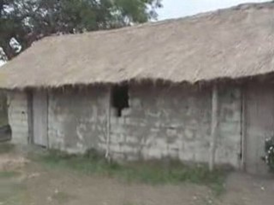 Apevico