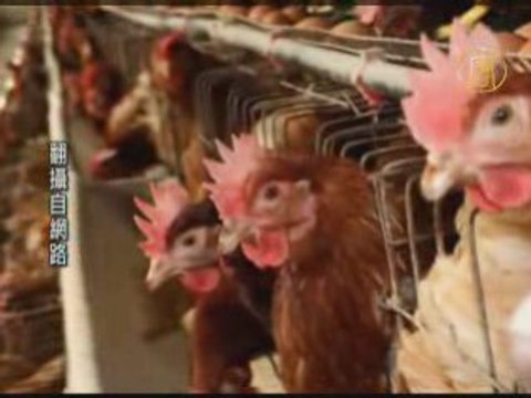 Загадочная смерть кур