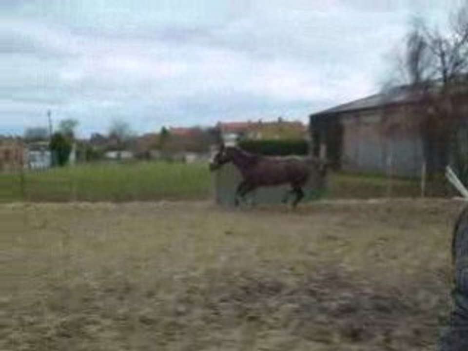 ma crevette a l'obstacle