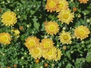 Octombrie Tudor Gheorghe