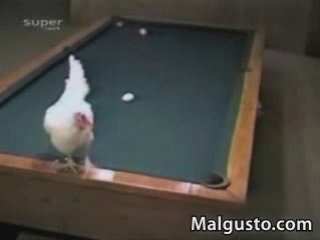 ***Huhn spielt Billard***