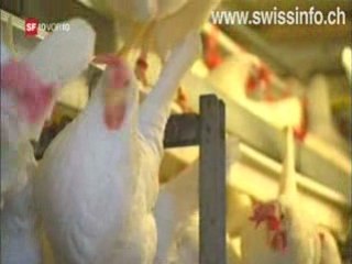 Old birds make biogas  …and less chicken broth.