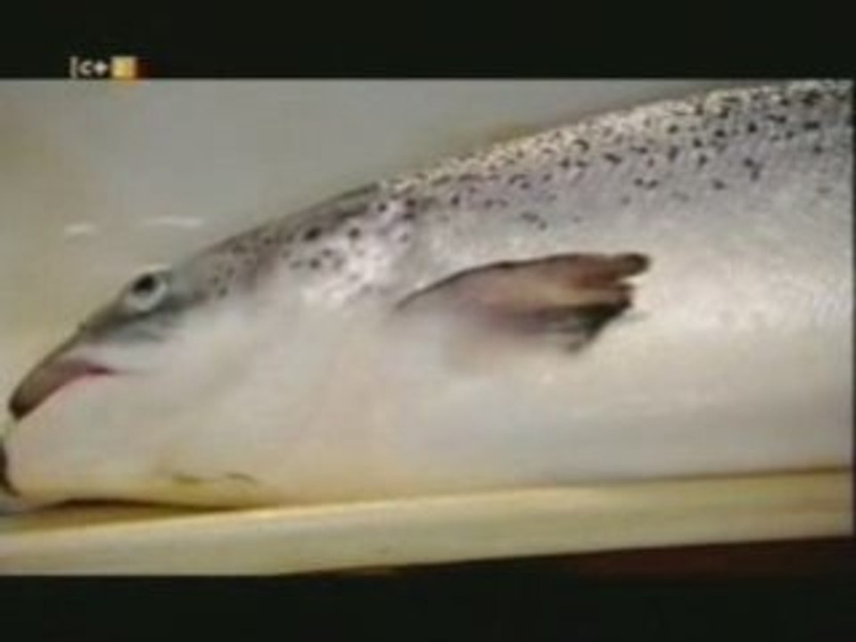 Supersalmones transgenicos