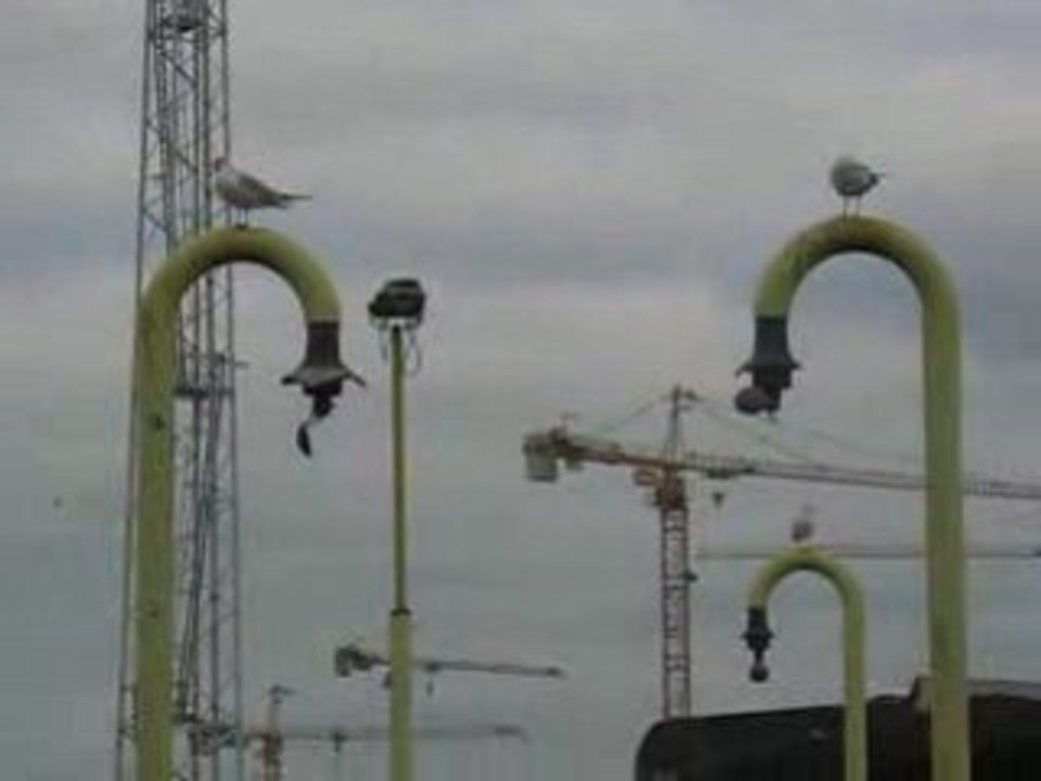 Nantes : mouettes
