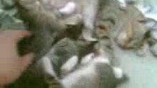 Sleeping kittenz