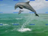 Dauphins