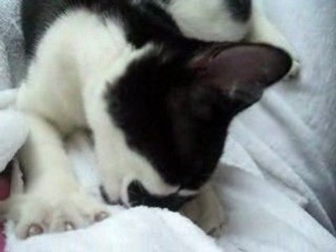 chat de ma soeur crois que je suis sa maman xD