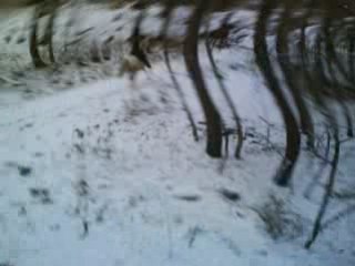 Balade Galop dans la neige