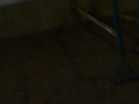 Cours d'obstacle Pimpé et moi