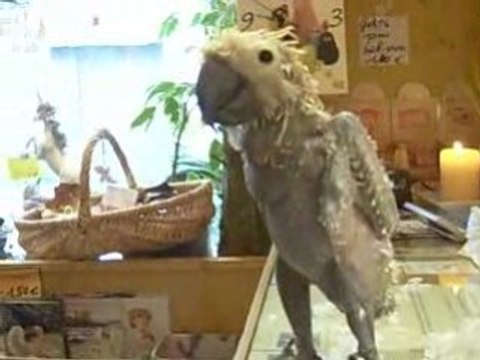 Louloute - Perroquet sans plumes