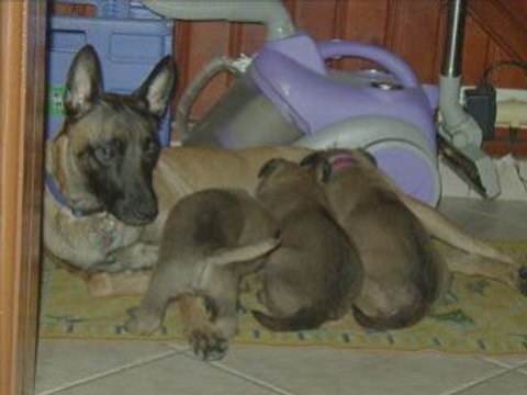 Photos Cannelle et ses petits 2 - 4 semaines (2)