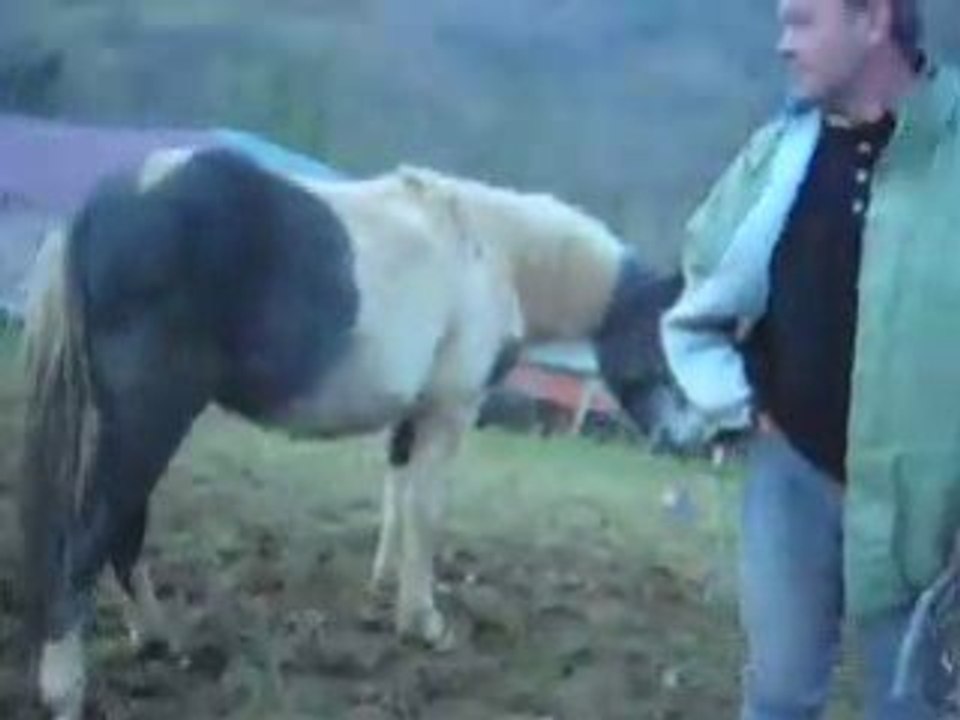 Des poneys et des chats