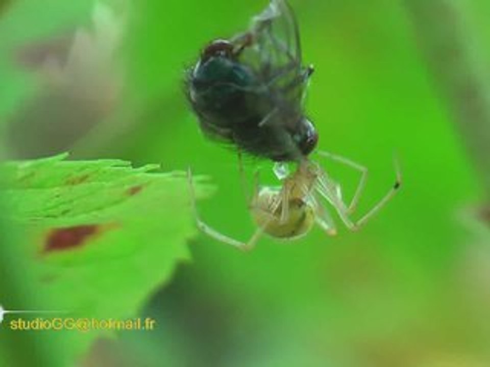 LA MOUCHE ET L ARAIGNEE