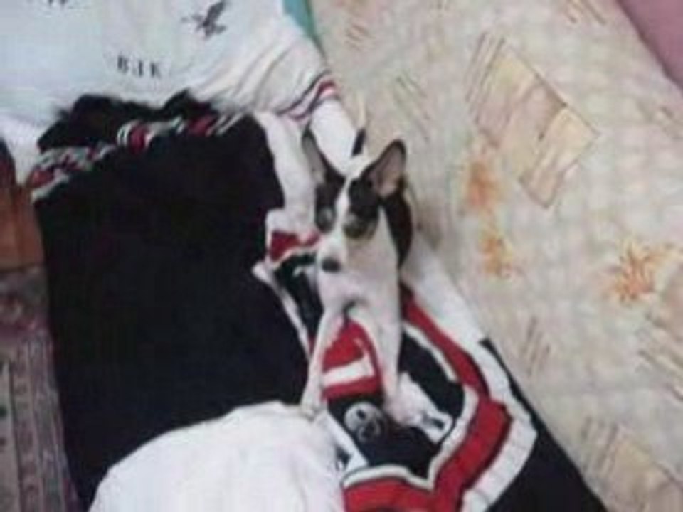 Bandit(haydut)