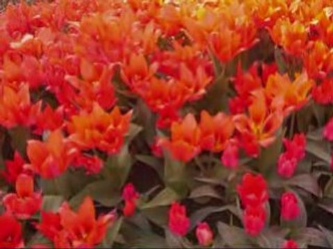 Hem Gülerim Hem Ağlarım- Hicaz Türkü- Musa Has