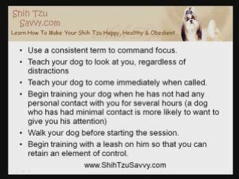 How To Train A Shih Tzu Puppy To Focus On You